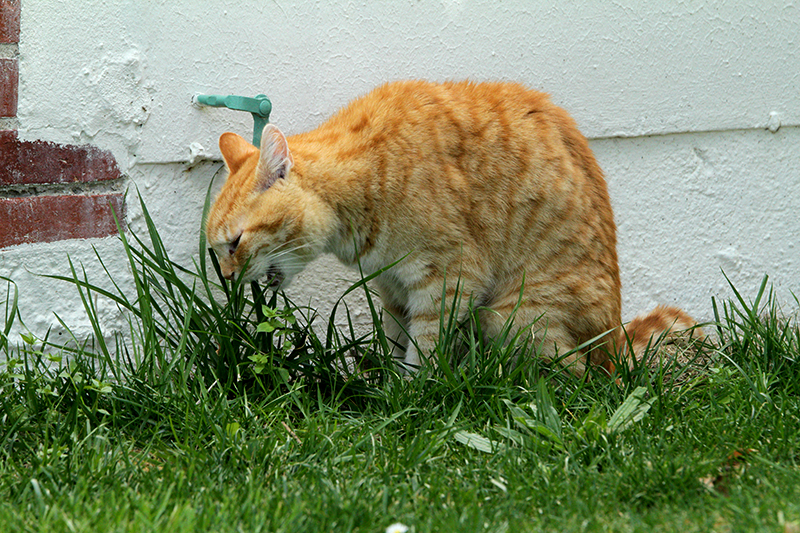 Intoxication à l'anti-puce chez la chat (perméthrine)