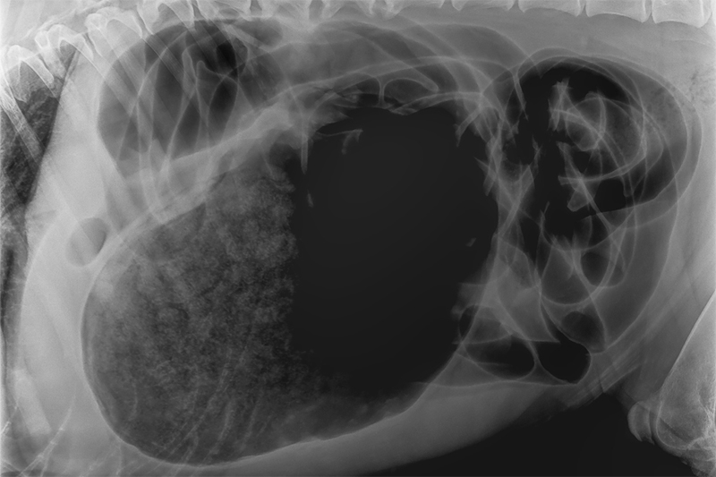La torsion de l'estomac chez les grands chiens