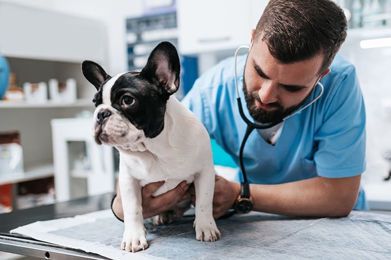 Mon chien a un problème cardiaque