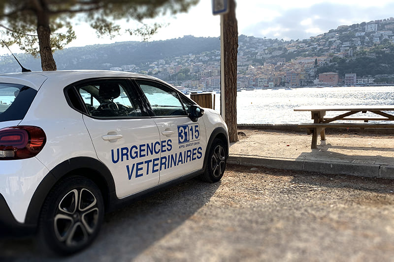 Urgence vétérinaire à Toulon