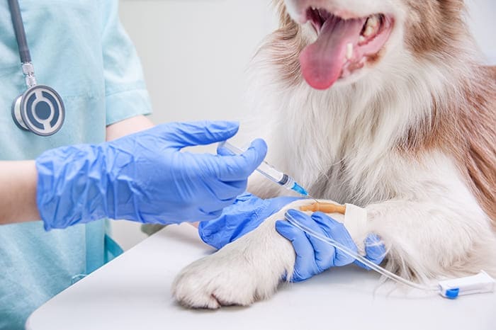 Urgence VETERINAIRE de GARDE Marseille (Bouches-du-Rhone)