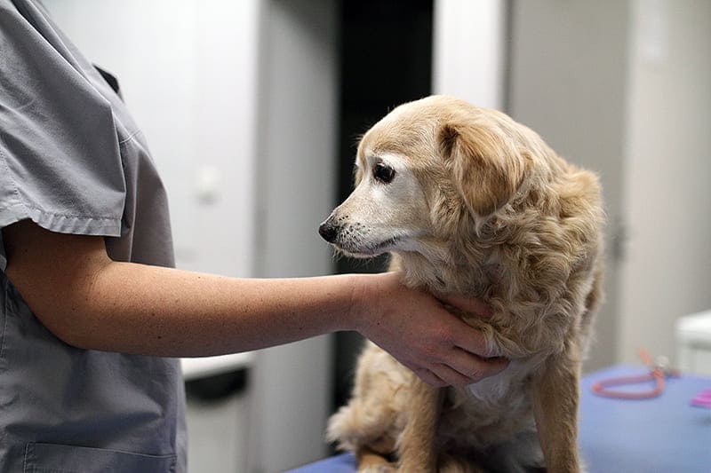 Urgence VETERINAIRE de GARDE Marseille (Bouches-du-Rhone)